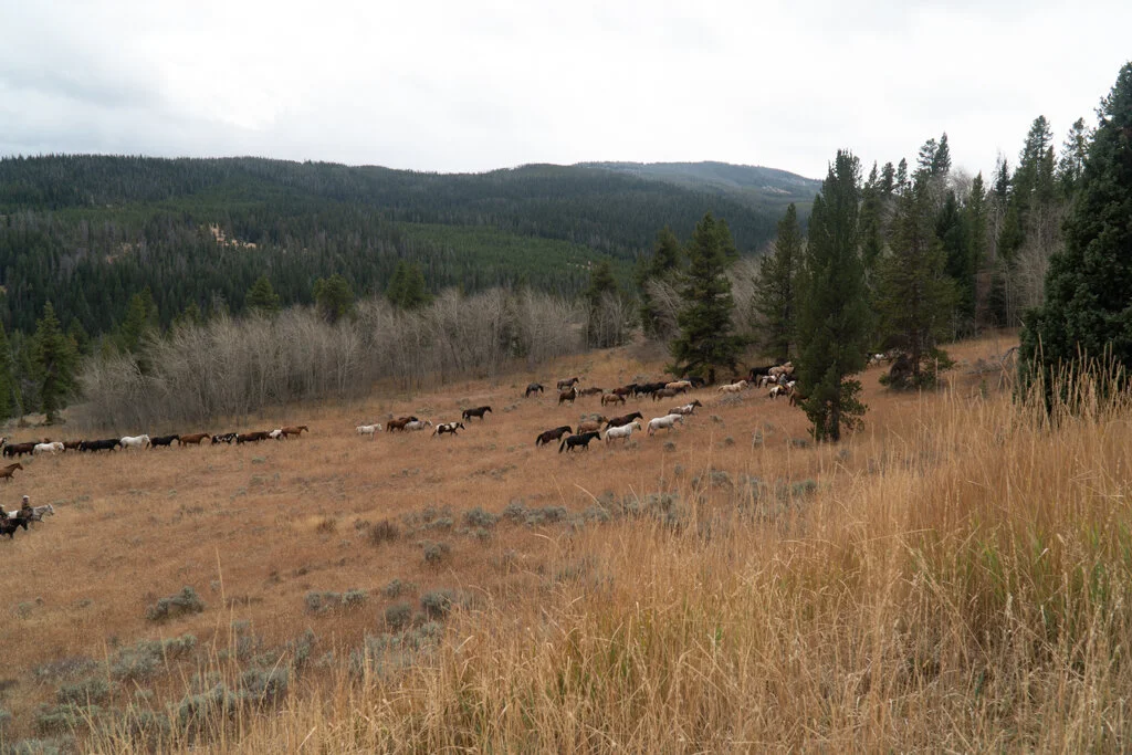 ElkhornRanchMT_Trailback-079.jpg