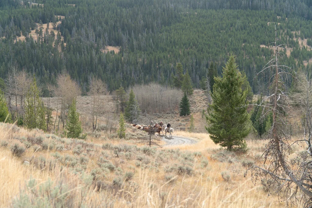 ElkhornRanchMT_Trailback-078.jpg