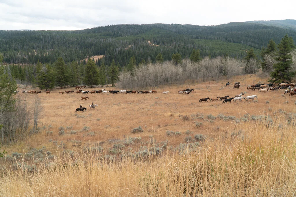 ElkhornRanchMT_Trailback-081.jpg