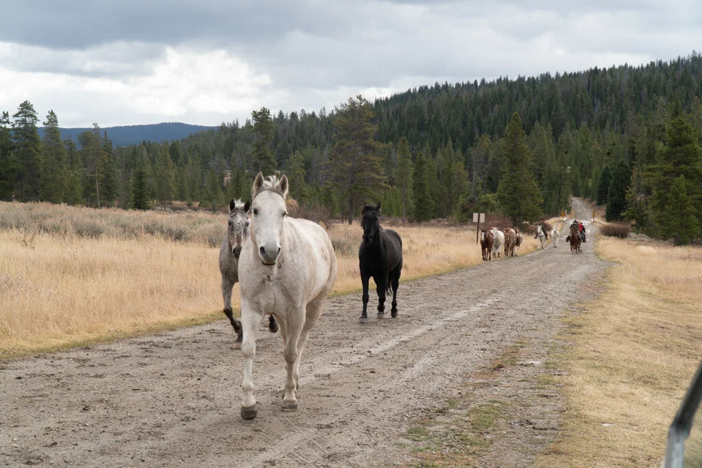 ElkhornRanchMT_Trailback-091.jpg