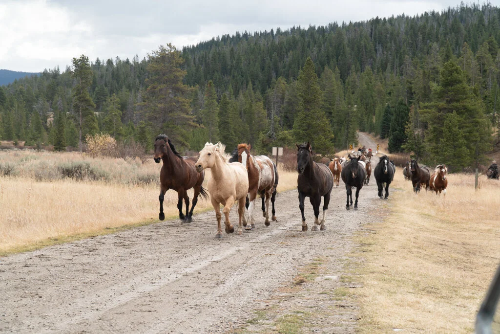 ElkhornRanchMT_Trailback-092.jpg