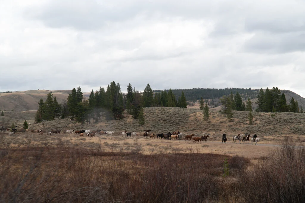 ElkhornRanchMT_Trailback-101.jpg