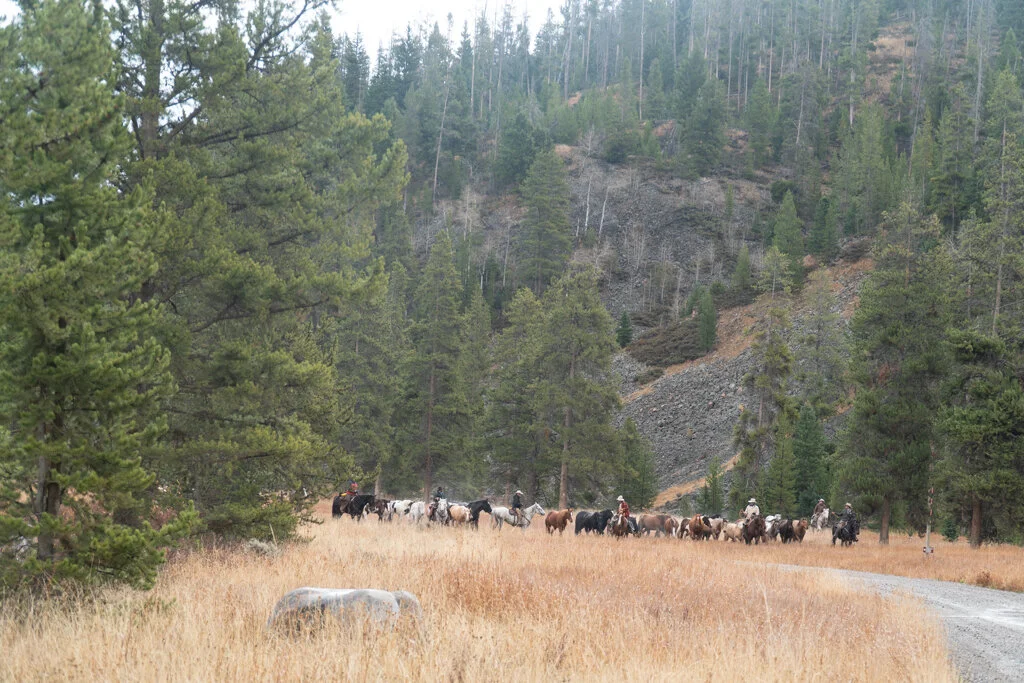 ElkhornRanchMT_Trailback-118.jpg
