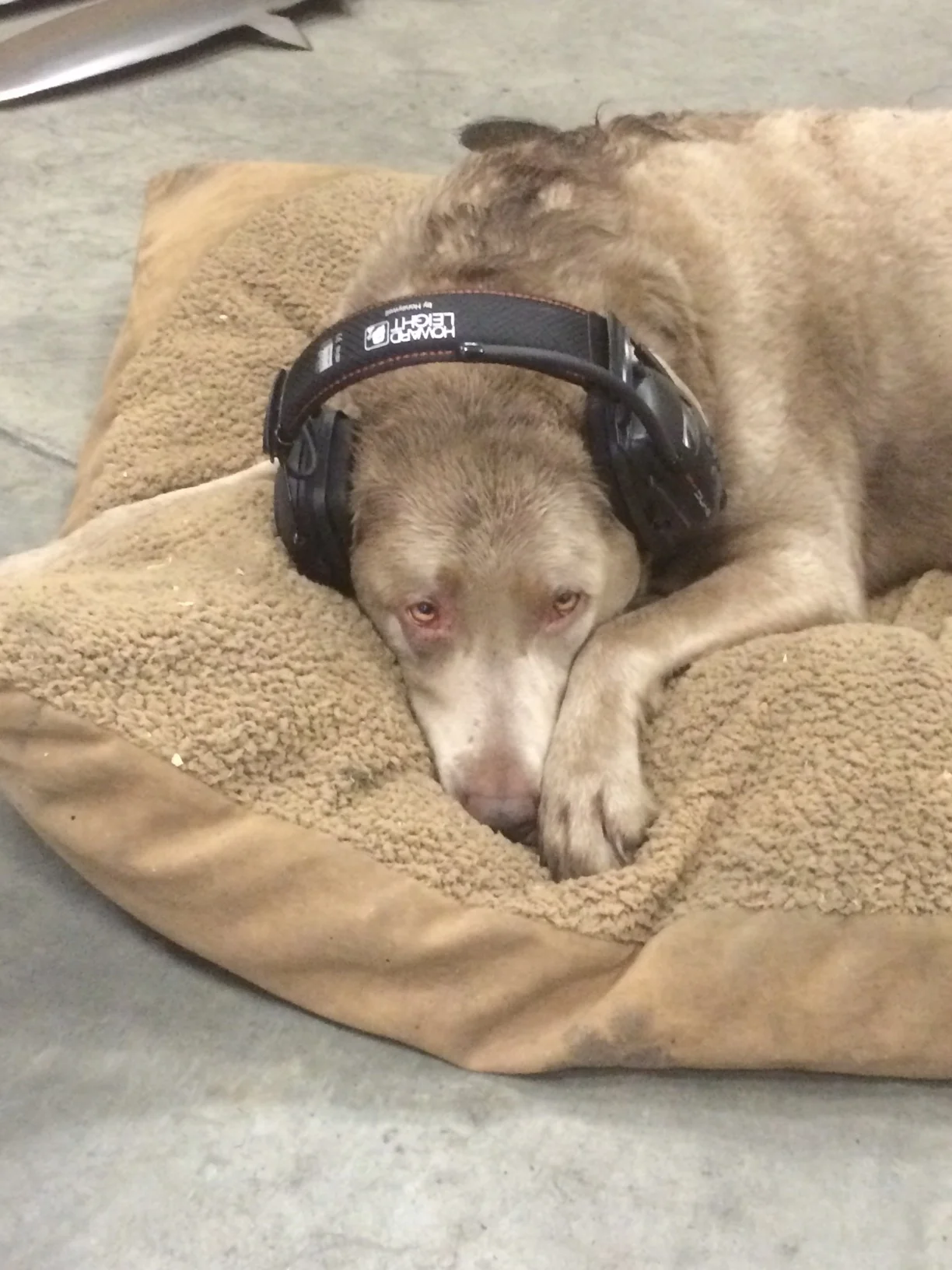 Harper is the shop dog. She'll tolerate the power hammer and planishing hammer with her head set.