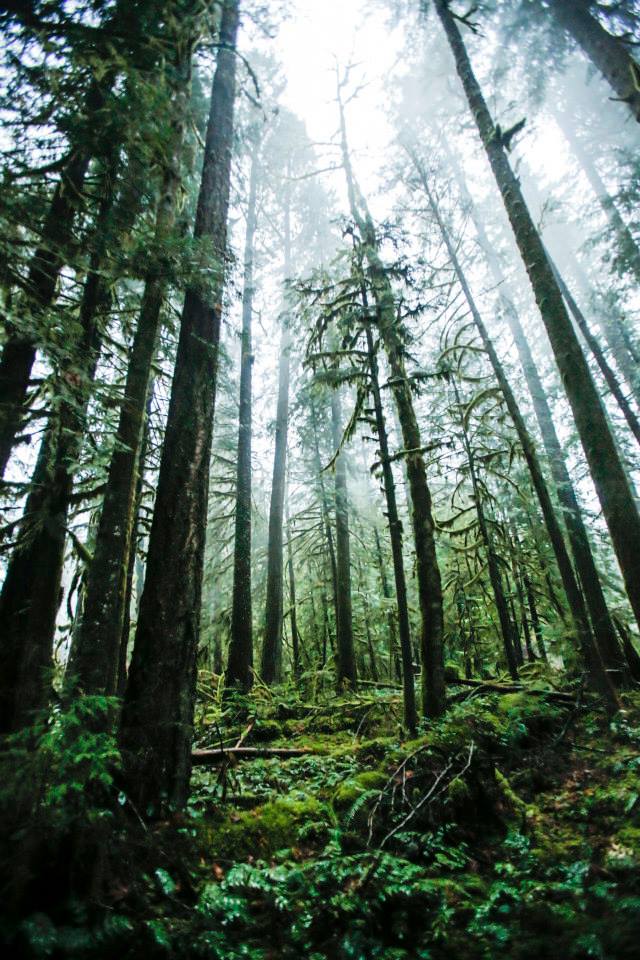 McKenzie River Mist
