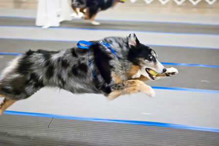 Light Therapy keeps fly ball dog in top performance.
