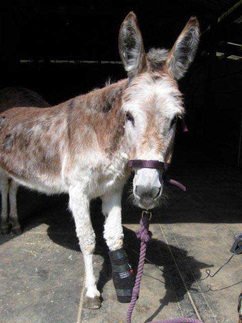 Donkey named Skoshie receives Light Therapy on a sore hoof.
