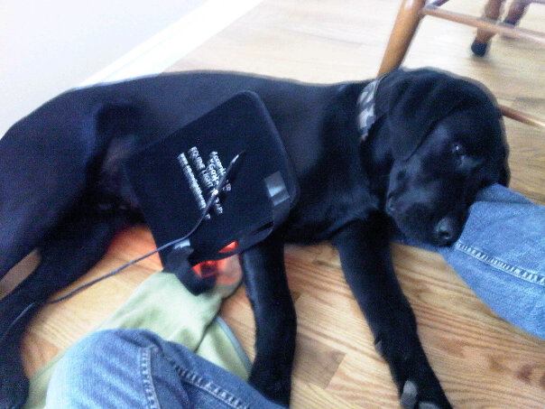 Canine Light Therapy pad helps pulled muscles heal fast.