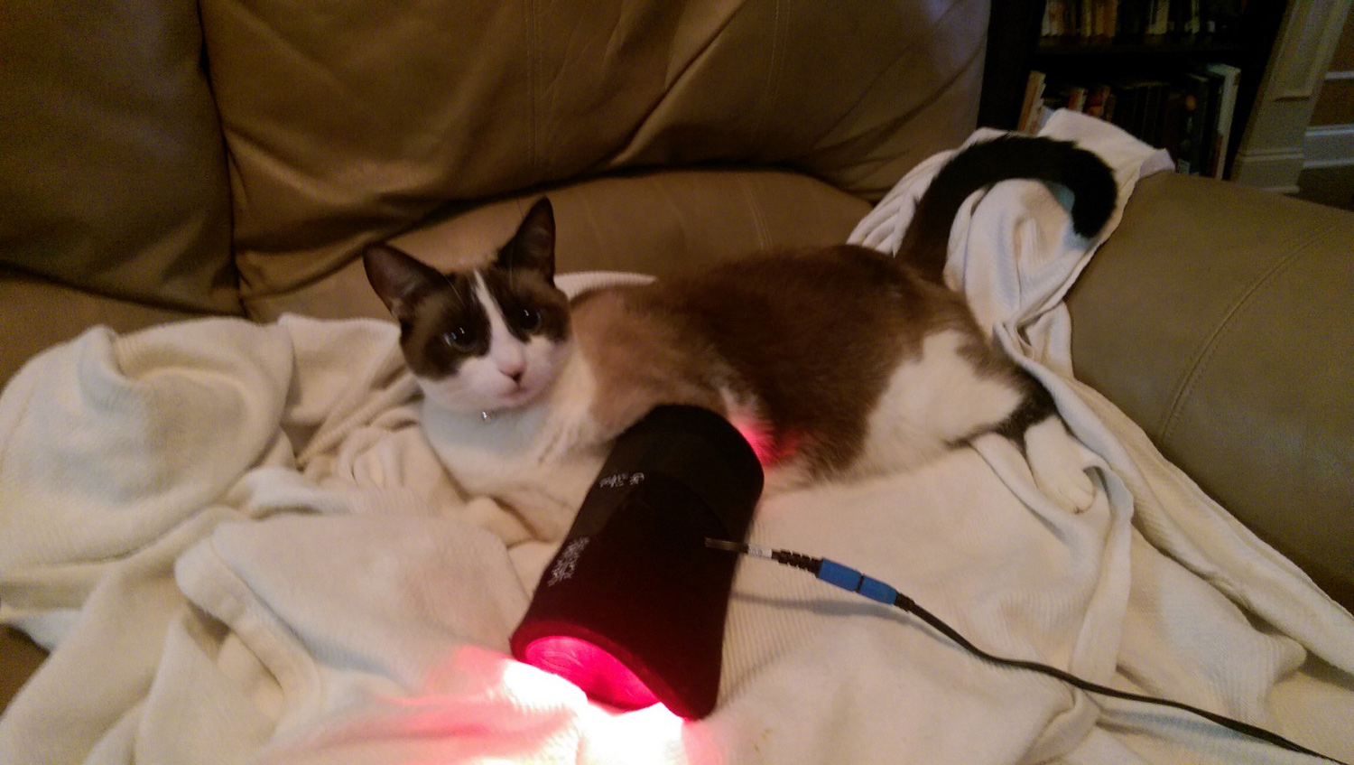 Canine Light Therapy works on cats too!