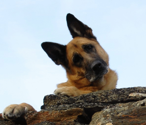 German Shepard in Norway recovers from prolapsed disk with Canine Light Therapy after vet recommended euthanasia.