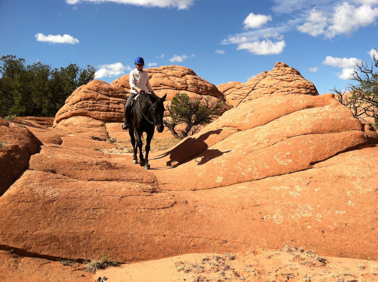 Horse "Rillian" recovered from injury much faster with Light Therapy.