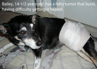 Older dog with debilitating infected fatty tumor.