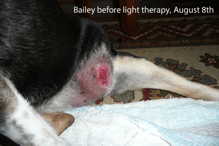 Copy of Dog's infected tumor before Canine Light Therapy