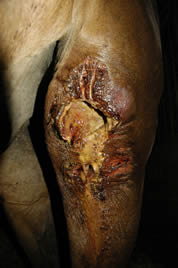 Massive wounds in both stifles before Equine Light Therapy