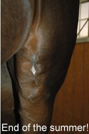 Equine Light Therapy heals wounds fast!