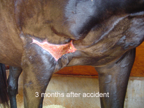 Wound healing with Equine Light Therapy