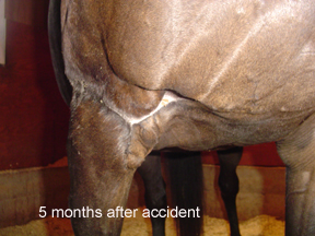 Wound closed, leg functional again by using Equine Light Therapy. (Copy)