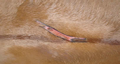 Wound after two weeks of Equine Light Therapy (Copy)