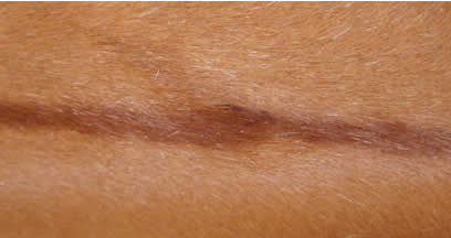 Copy of Healed with Equine Light Therapy; no scar or white hair.