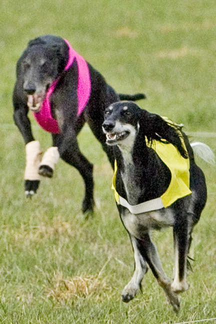 Saluki tendon injury heals much faster with Canine Light Therapy.