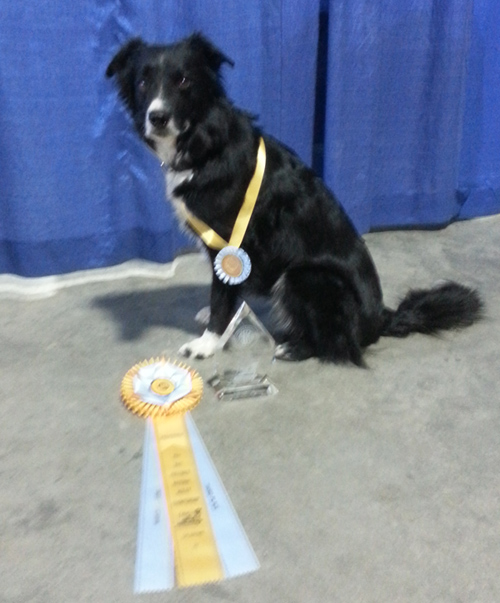 Light Therapy keeps this agility dog a peak performer for years.