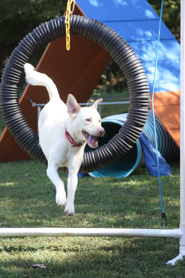 katie_flyball.jpeg
