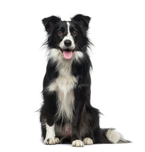 happybordercollie.jpg