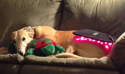 Rosie enjoys her light therapy with her toy turtle.