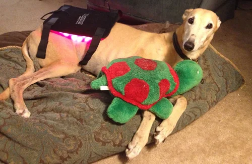 Rosie always does her light pad therapy with her favorite stuffie in tow. She just loves this part of the day!