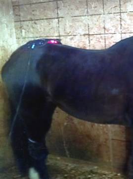 Light Therapy Pad treating horse's back.