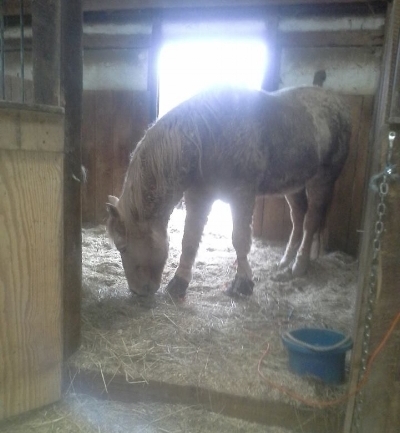 Cody with Equine Light Therapy® pads on his front feet.