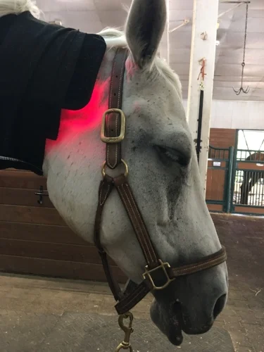 Stella with a Small Light Therapy pad on each side of her neck, held in place with our Black Cotton Elastic Bandages.