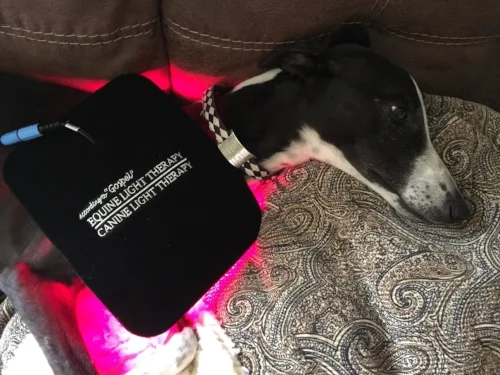 whippet.jpg