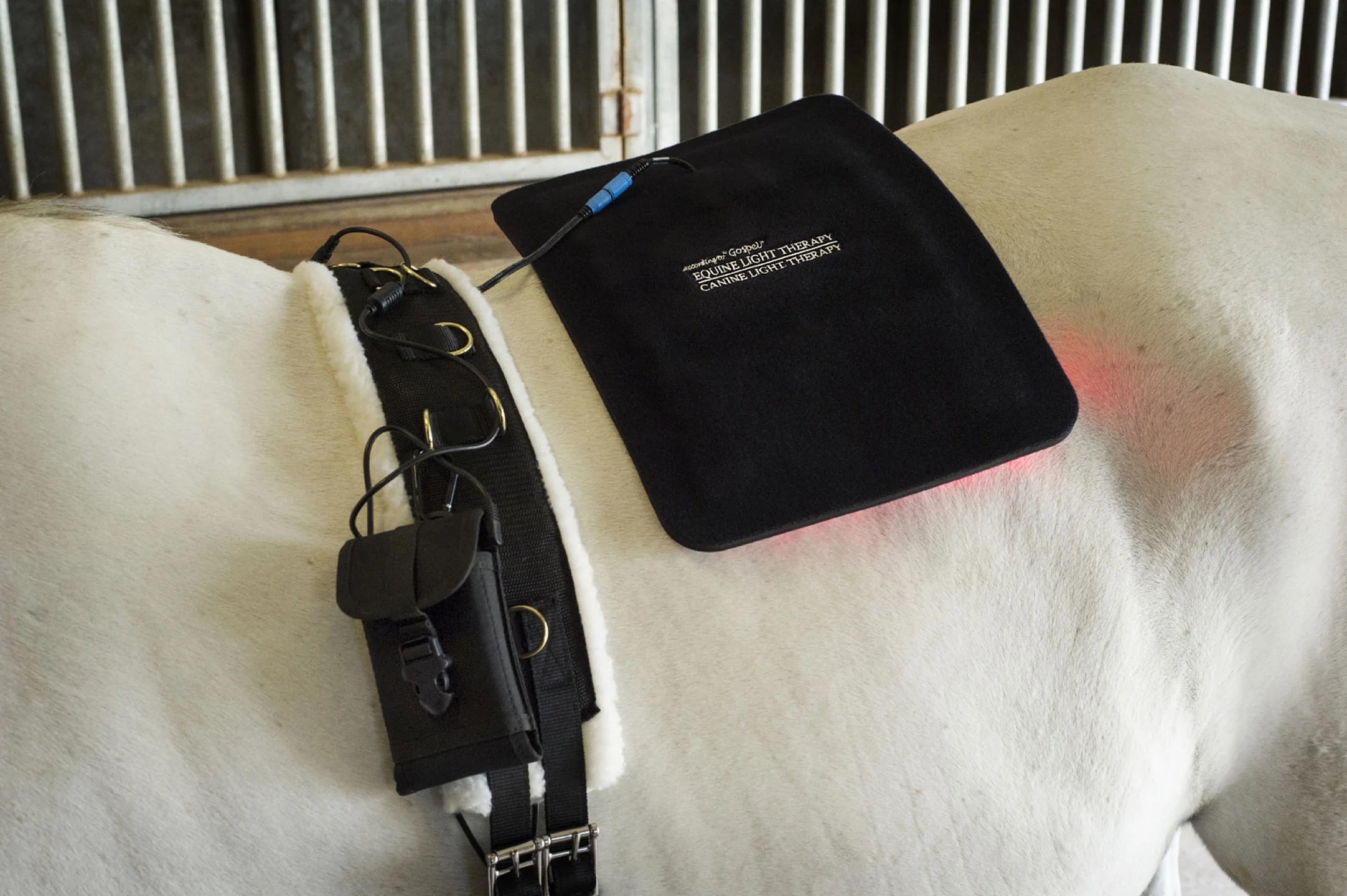 According to "Gospel"...Equine Light Therapy®Canine Light