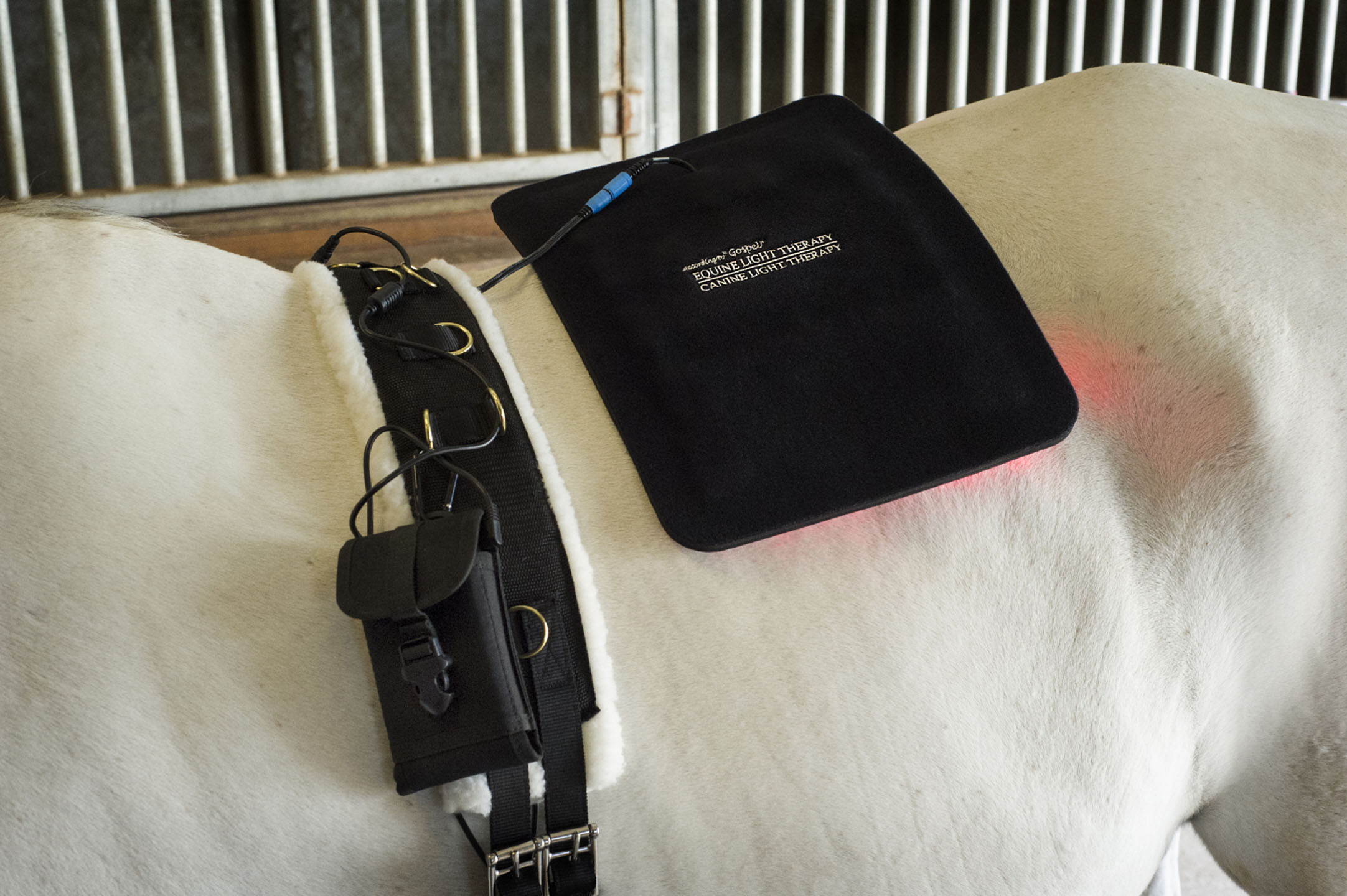 According to "Gospel"...Equine Light Therapy®Canine Light