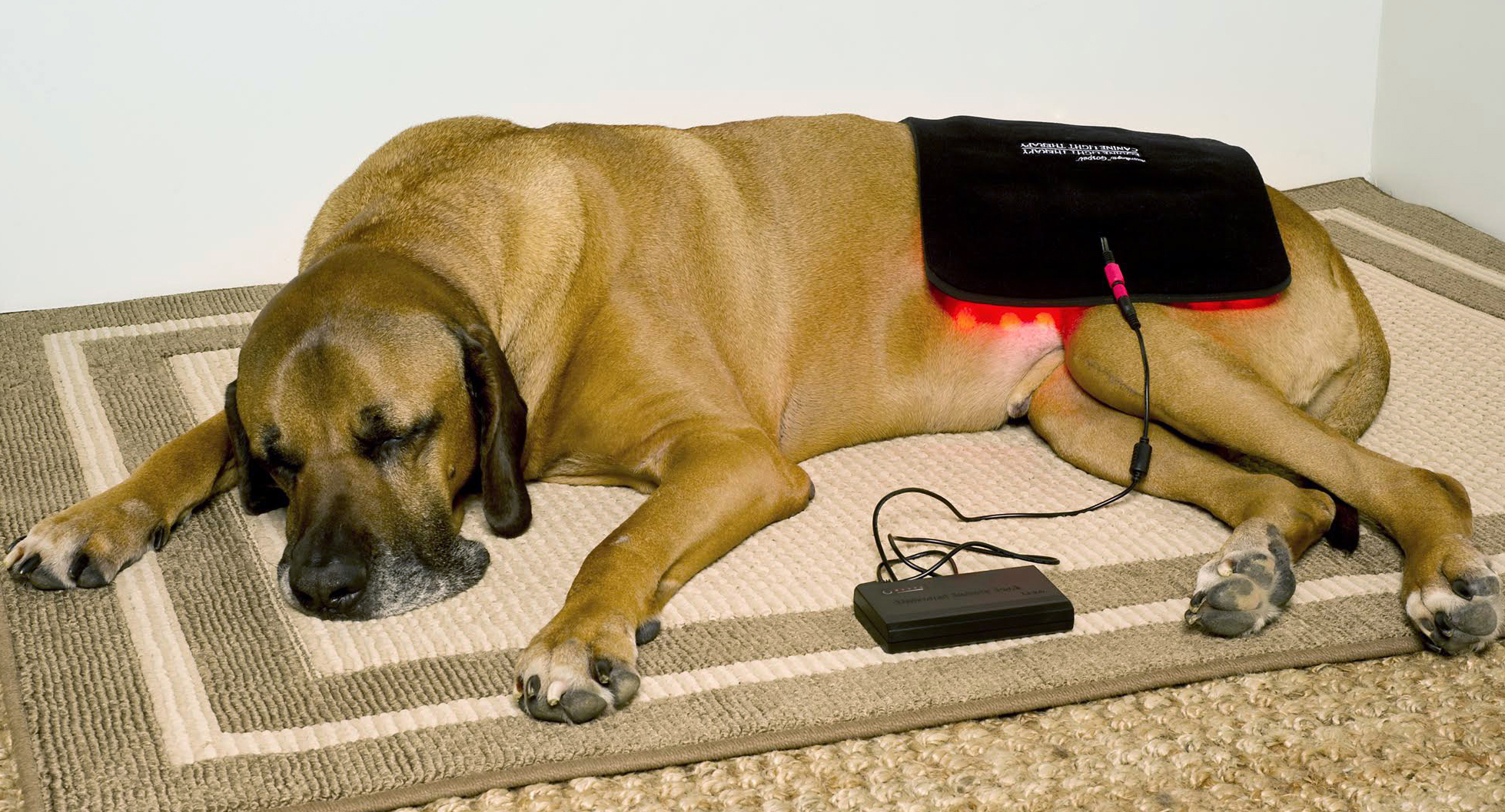 infrared light therapy for dogs