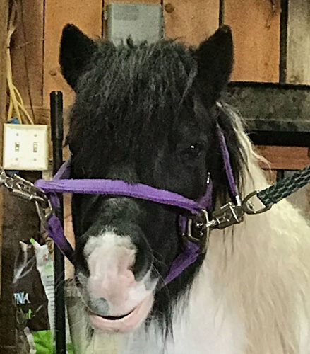 pony_stefH_resize_edited-1.jpg