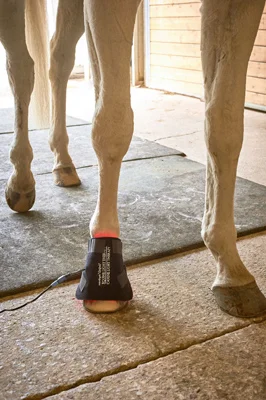 Small_hoof_legECLT PRODUCT LINE0948-IG.jpg