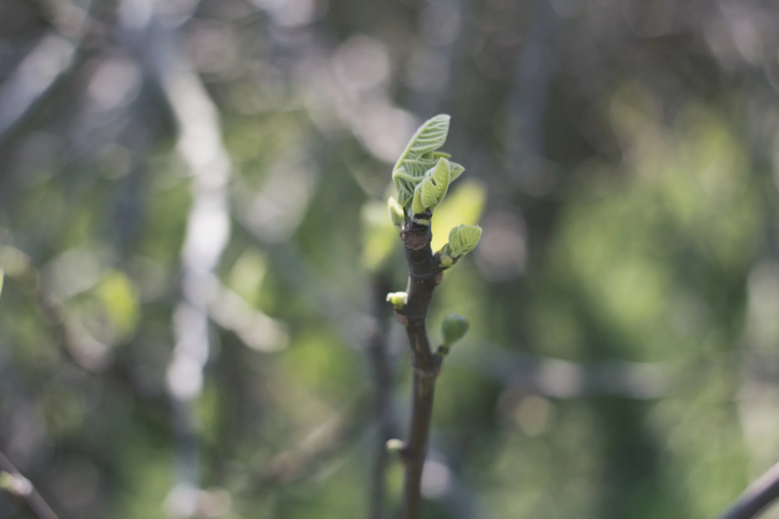 Taken with a Canon T3i.