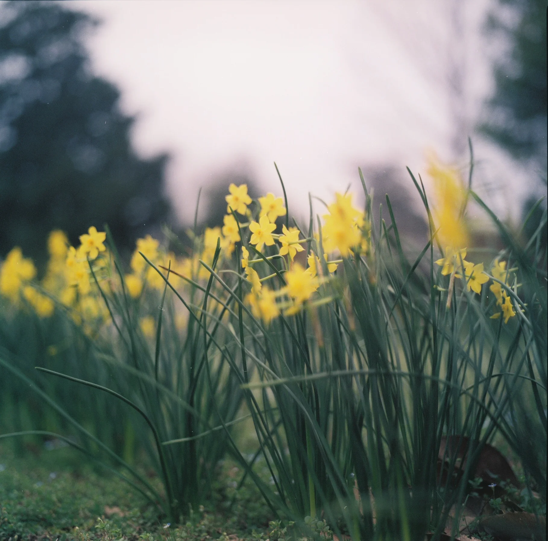  Shot on expired 120mm film from a Hasselblad 501c. 