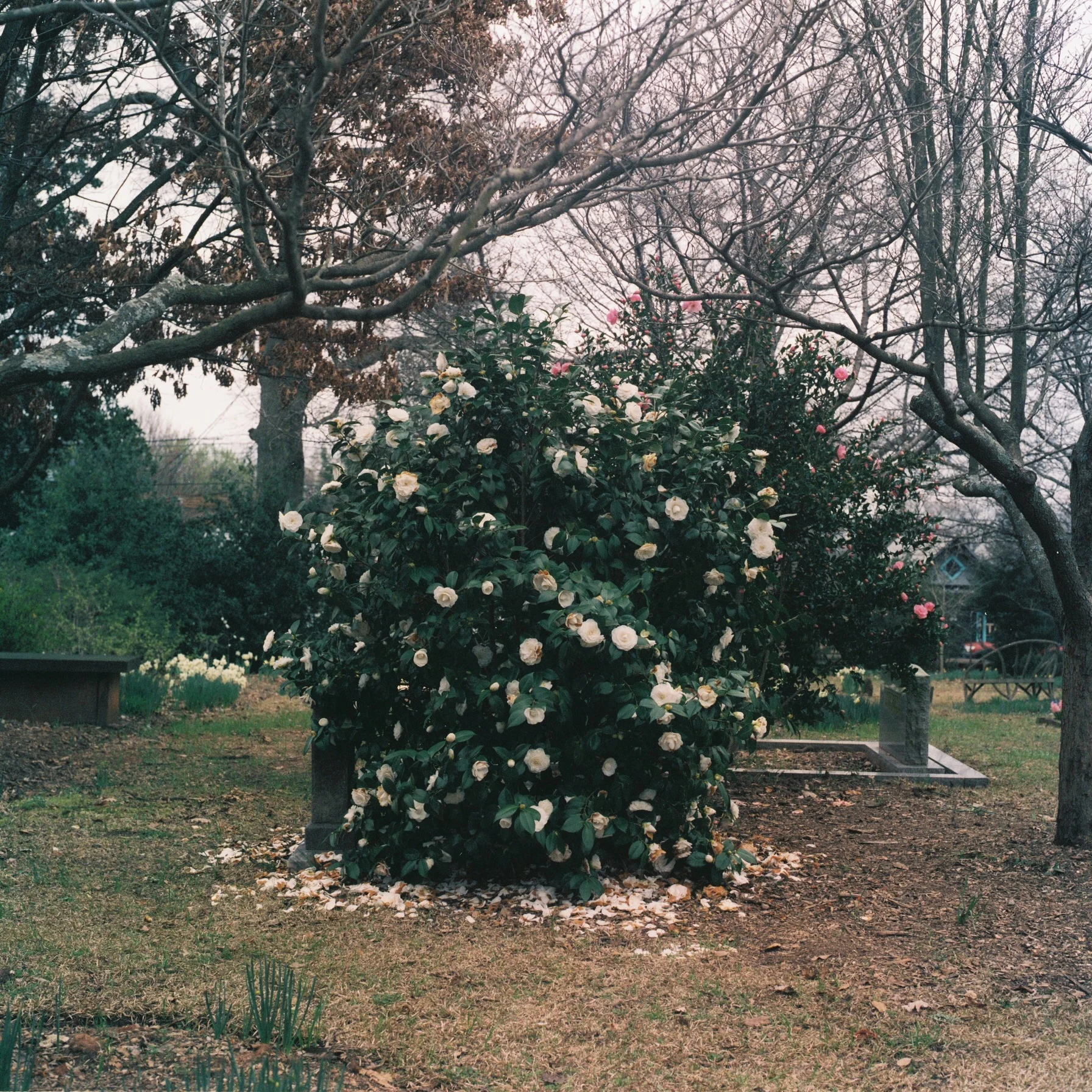  Shot on expired 120mm film on a Hasselblad 501c.  