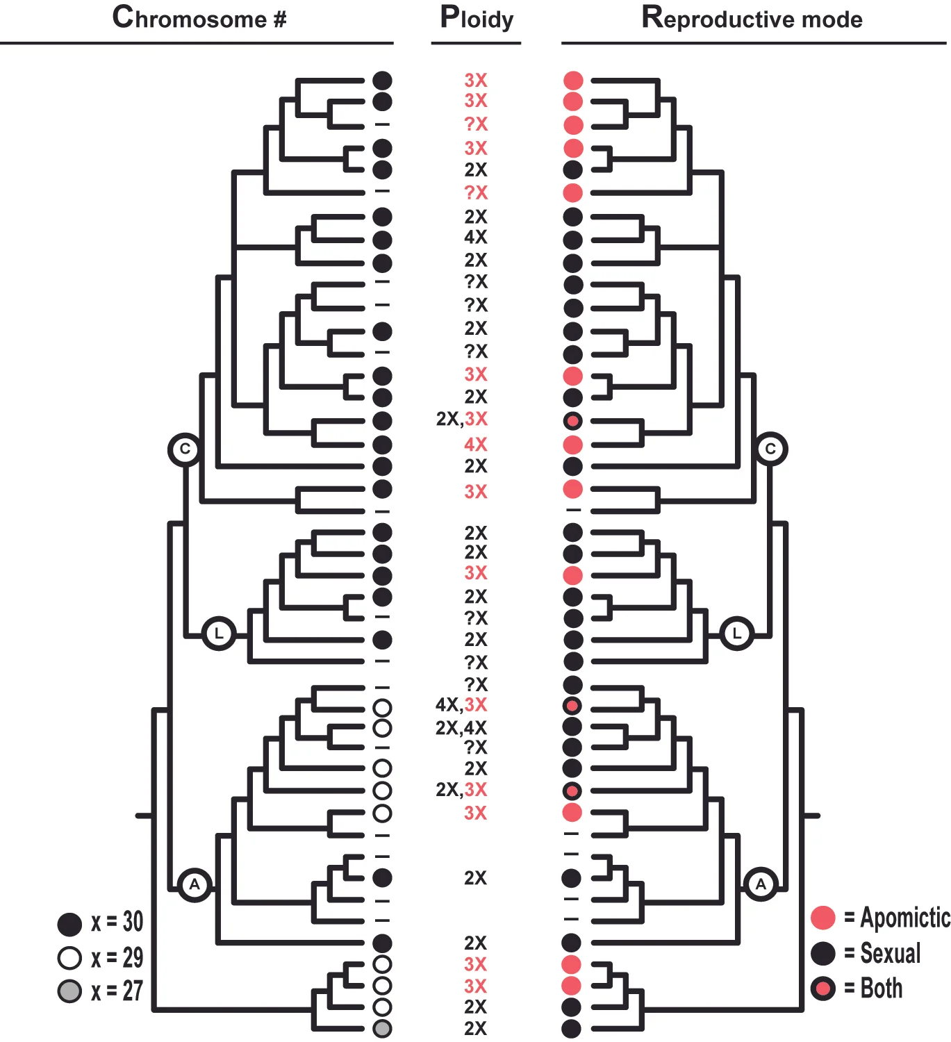 chromosome number, ploidy level, and reproductive mode across Myriopteris (Pteridaceae). C = covillei clade , L = lanosa clade, A = alabamensis clade.
