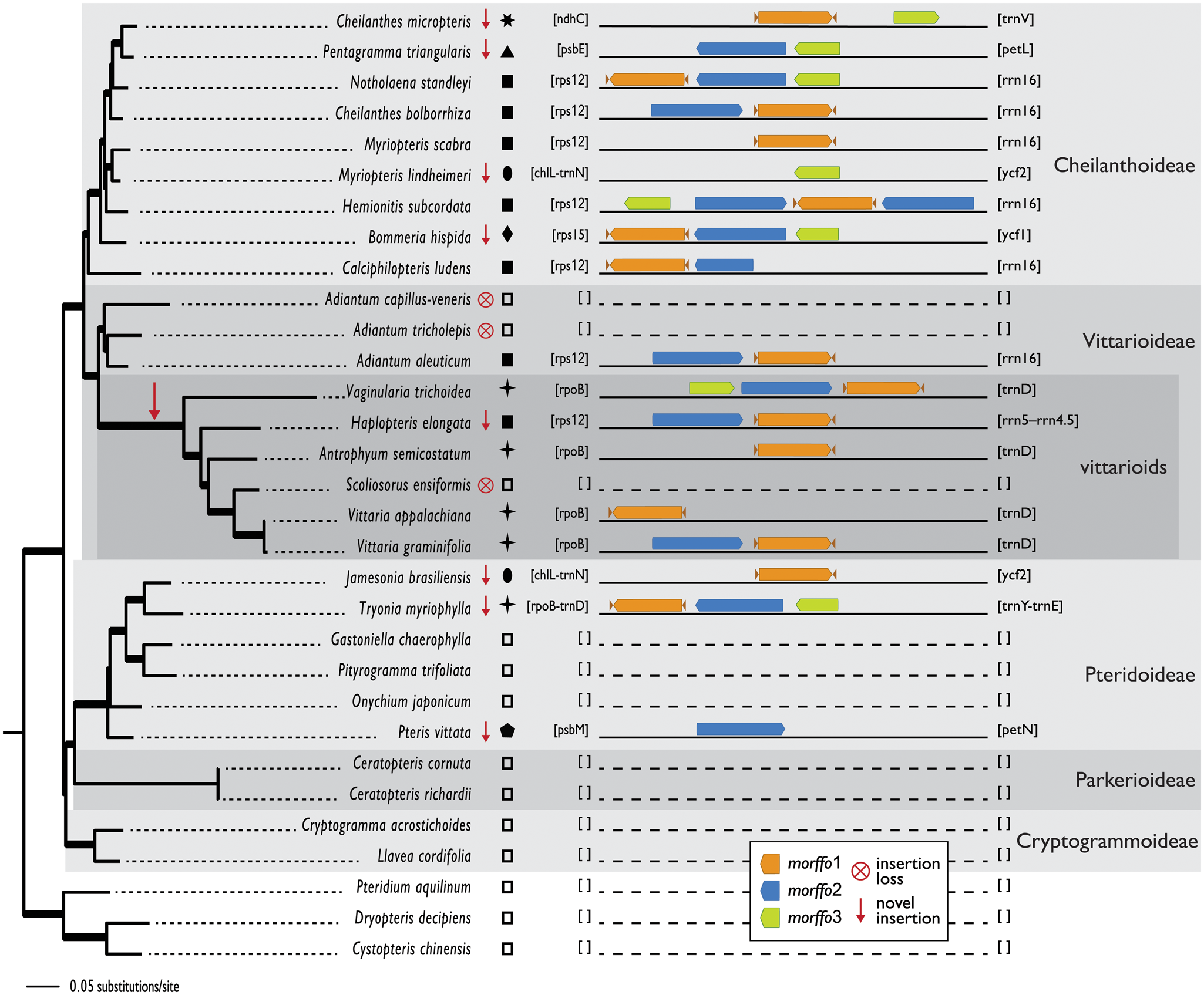 Figure 1: Distribution of MORFFO elements across the Pteridaceae phylogeny. Topology results from ML analysis of plastome data (−ln L =609991.403586); thickened branches indicate bootstrap/posterior probability support=100/1.0. Symbols highlight shared insertion sites, with empty squares signifying evident lack of a MORFFO insertion. Short arrows flanking morffo1 indicate short inverted repeats. Novel insertions and losses, as inferred by maximum parsimony, are depicted as arrows or crossed-out circles, respectively. Robison et al. 2018 GBE.