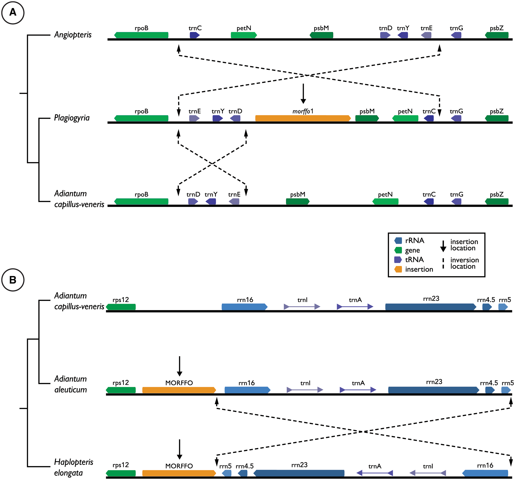 FIGURE 3: Major inversion events uncovered in fern plastomes. ( A ) Depiction of the two inversion events necessary to explain gene order differences between Angiopteris and Adiantum and their relationship to morffo1. ( B ) Depiction of the inversion events seen in early leptosporangiate and vittarioid ferns, highlighting relationship of morffo1 to the event. Robison et al. 2018 GBE.