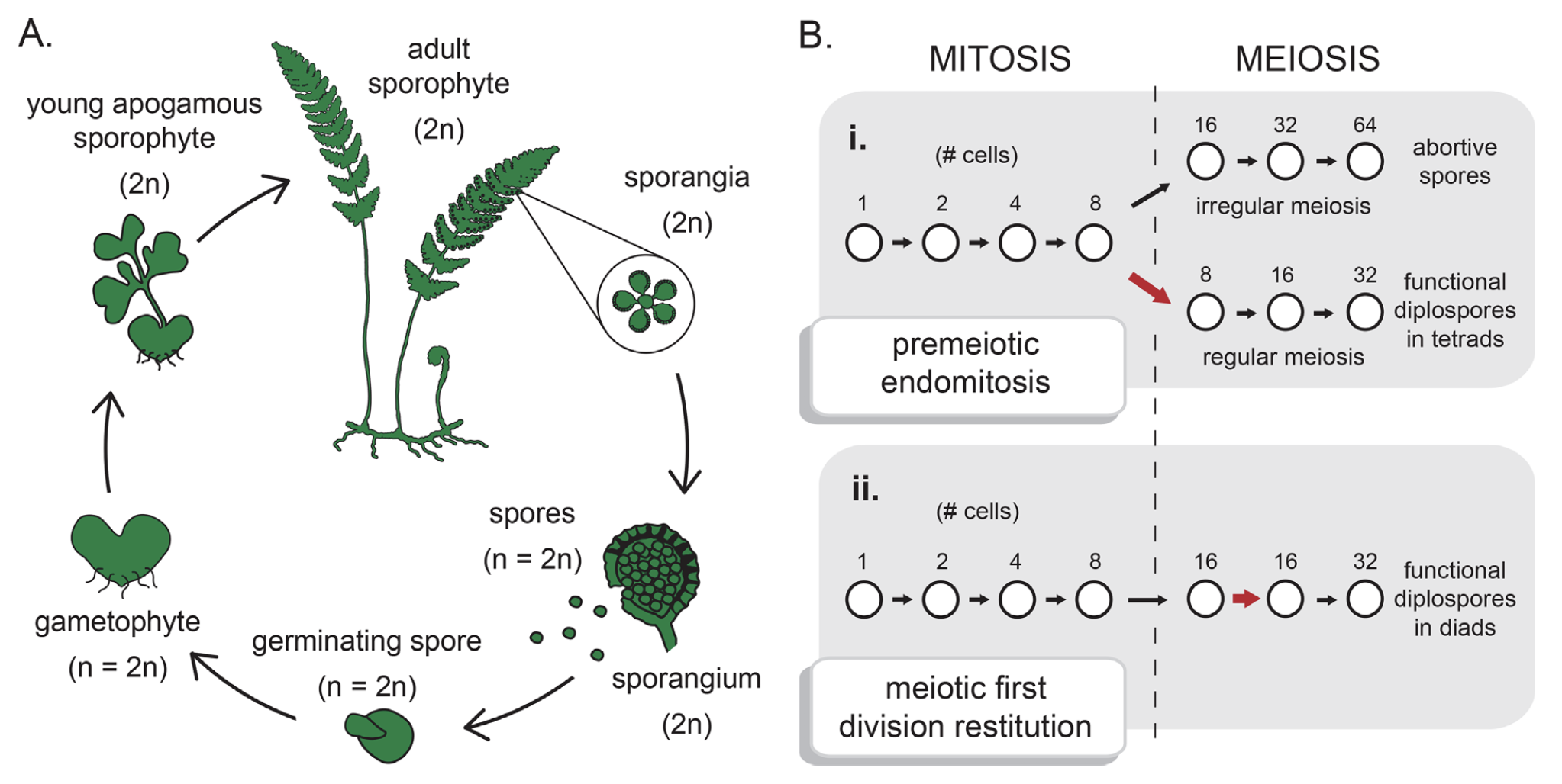 apogamous fern life cycle (left). Sporogenesis via (i.) Premeiotic endomitosis (= Döpp-Manton) and (ii) meiotic first division restitution (= braithwaite) in ferns (right).