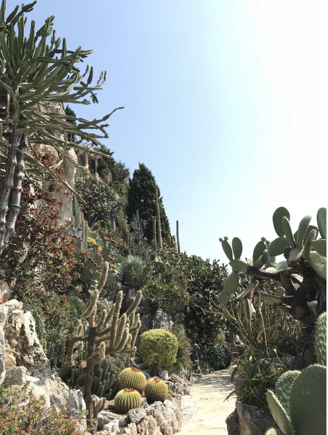 Le Jardin Exotique, Monaco