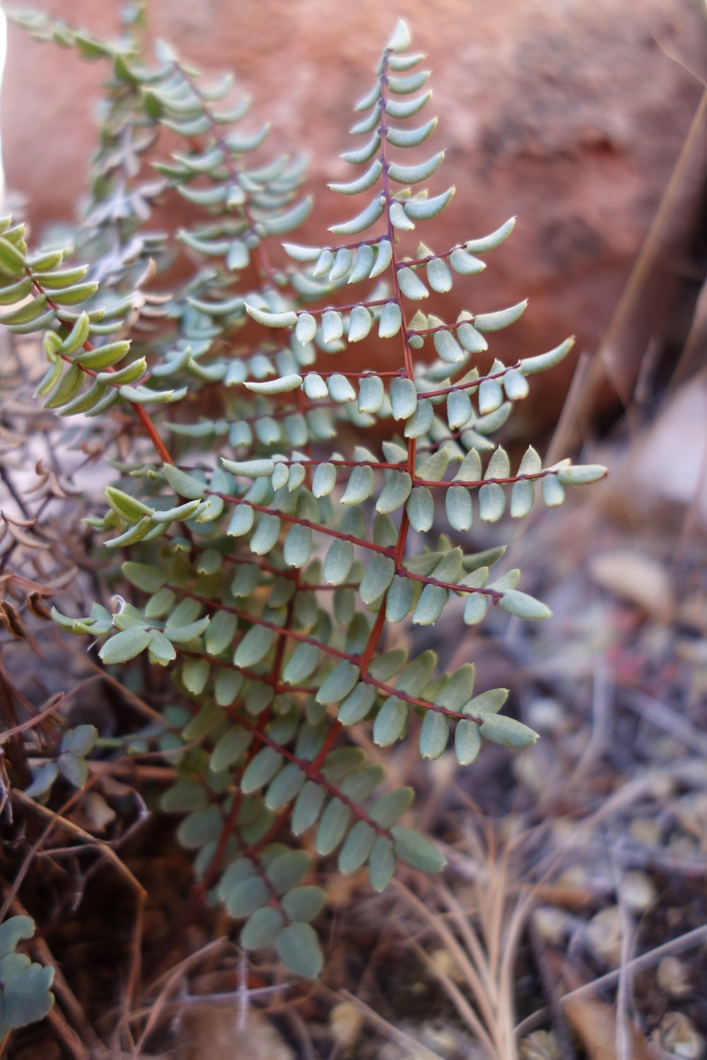 Pellaea truncata