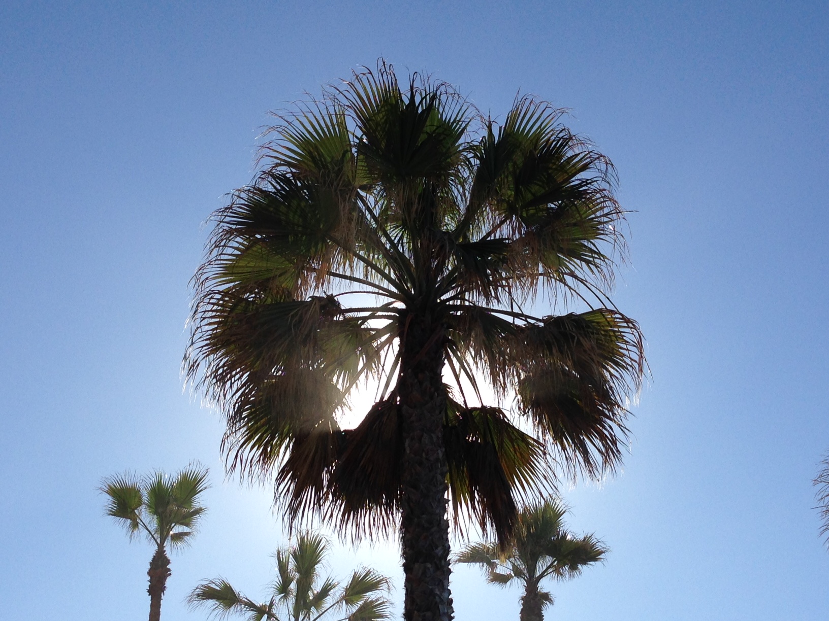 Palm Tree 7.JPG