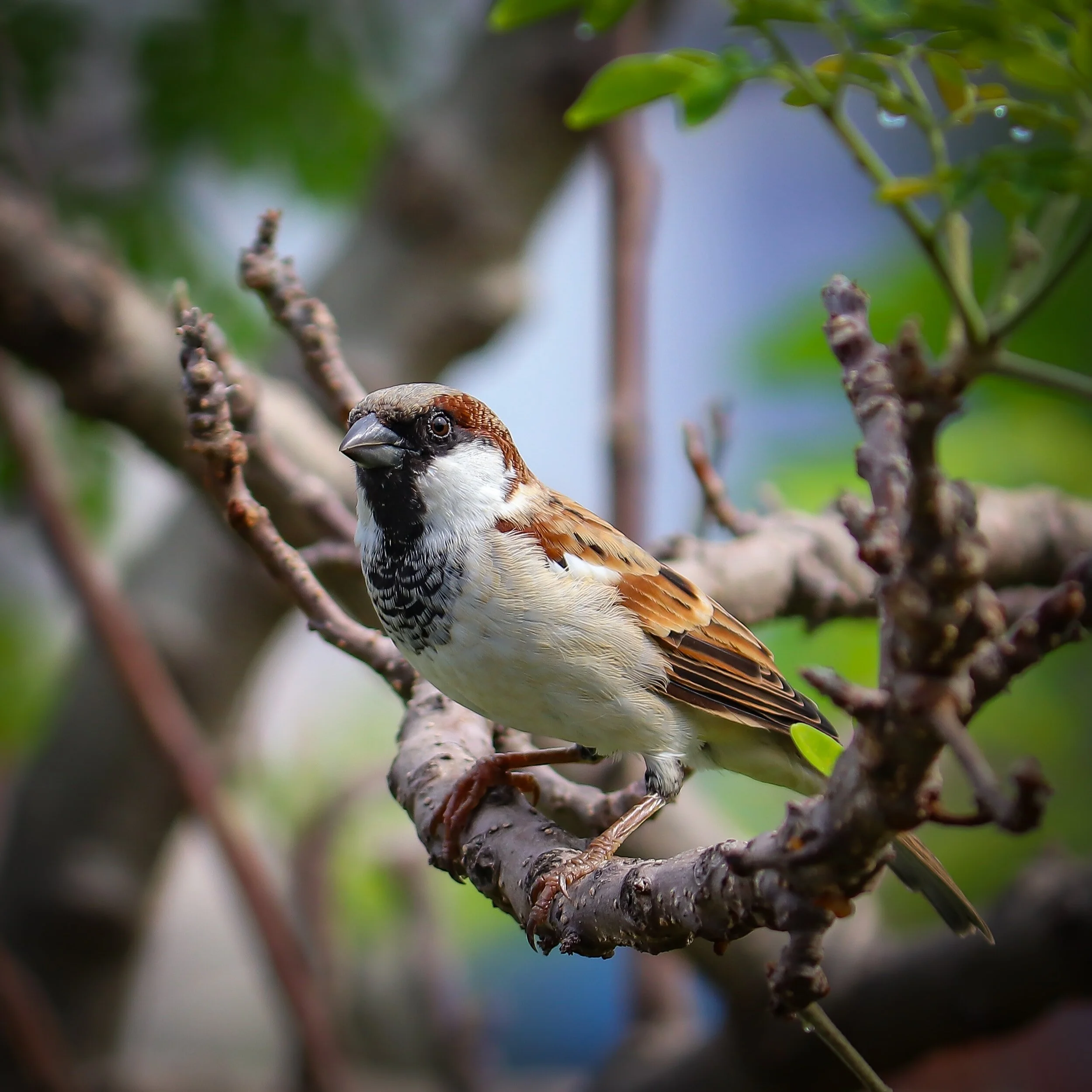 Summer Camp Sermon: His Eye is on the Sparrow