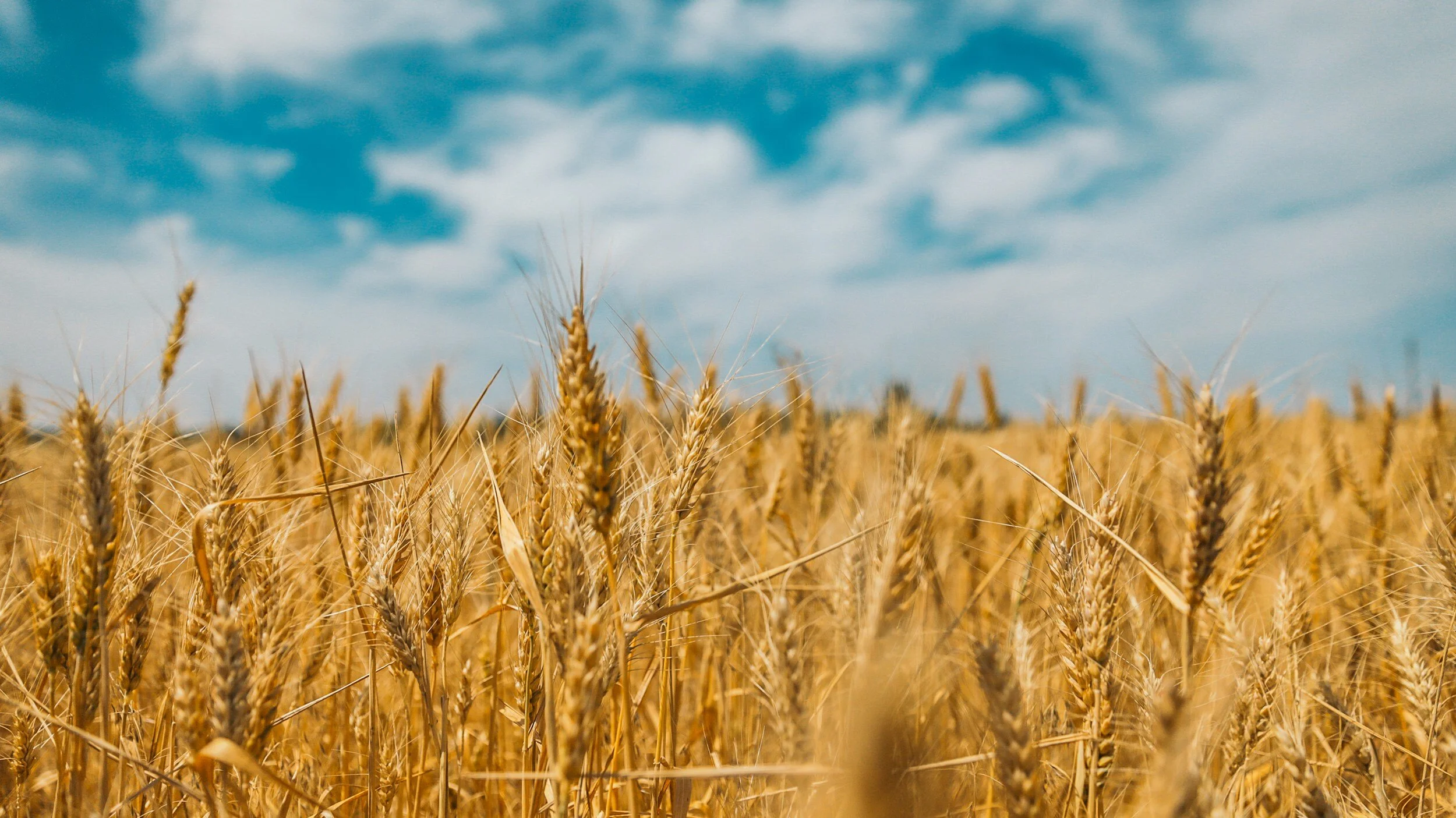 Grains, Growth and Grace